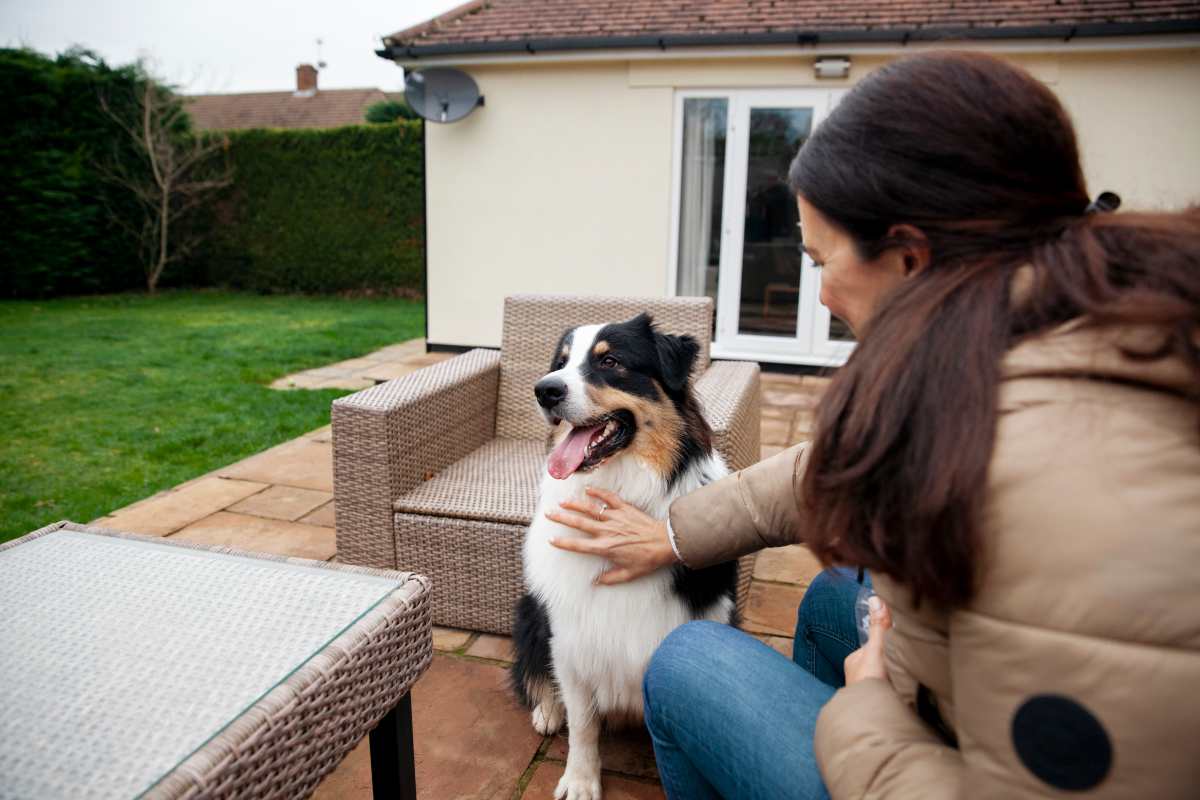 Pet ownership rights in UK rental homes